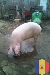 Молодая мясная хрюшка
