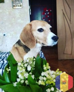 Домашняя гостиница для животных всё как дома.