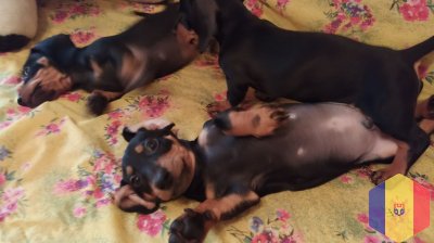 Домашняя гостиница для животных всё как дома.