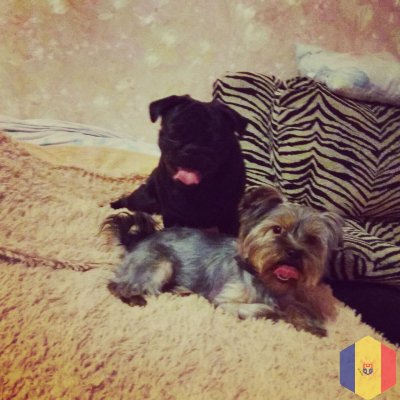 Домашняя гостиница для животных всё как дома.