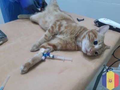 Врач ветеринар с опытом