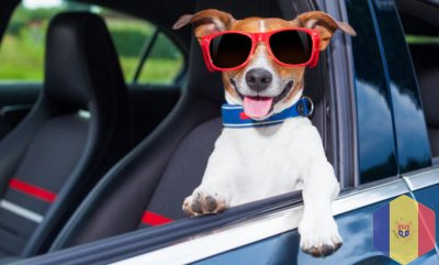 Зооперевозки