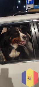 Зооперевозки