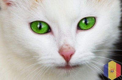 Вызов ветеринара. Бесплатная консультация по телефону