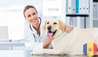 Вызов ветеринара. Бесплатная консультация по телефону