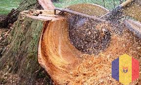 Раскорчёвка сада и виноградников