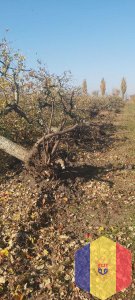 Раскорчёвка сада и виноградников