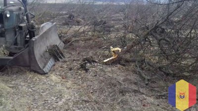 Раскорчёвка сада и виноградников