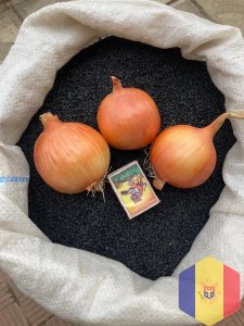 Семена лука