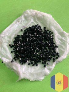 Семена лука