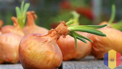 Семена лука