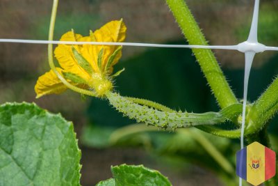 Сетка огуречная шпалерная для вьющихся растений.