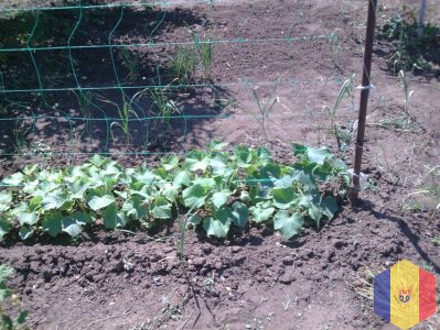 Сетка огуречная шпалерная для вьющихся растений.