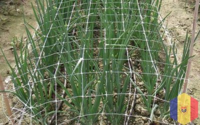 Сетка огуречная шпалерная для вьющихся растений.