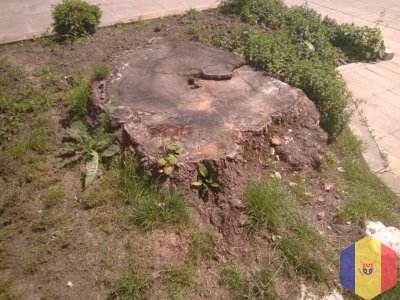 Выкорчёвка пней, корень. Резка деревьев