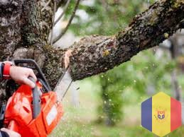 Профессиональное удаление деревьев , сломанных веток