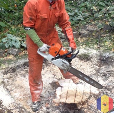 Профессиональное удаление деревьев , сломанных веток