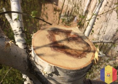 Профессиональное удаление деревьев , сломанных веток