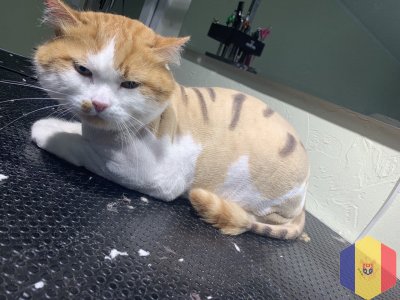 Экспресс линька котов, кошек без седативных препаратов