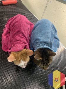 Экспресс линька котов, кошек без седативных препаратов