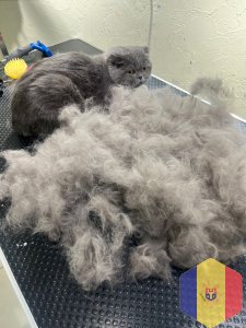 Экспресс линька котов, кошек без седативных препаратов