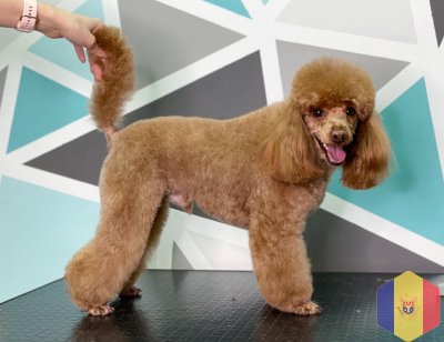 Профессиональный уход за домашними животными