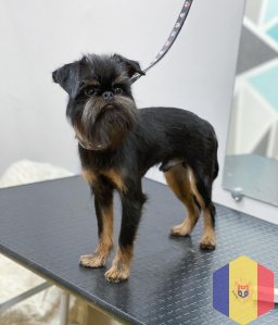 Профессиональный уход за домашними животными