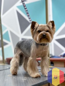 Профессиональный уход за домашними животными