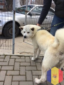 Суперлинька, экспресс линька, обертывание, креативный груминг