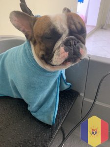 Суперлинька, экспресс линька, обертывание, креативный груминг