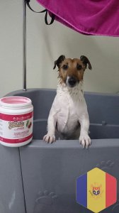 Суперлинька, экспресс линька, обертывание, креативный груминг