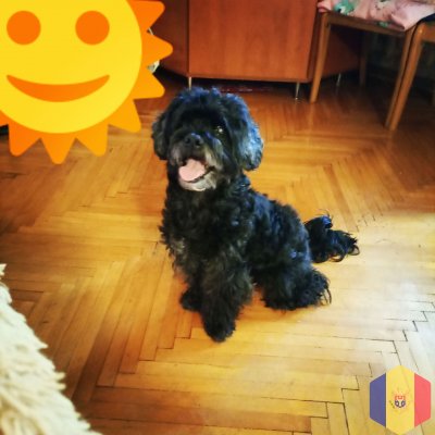 Домашняя гостиница для ваших животных