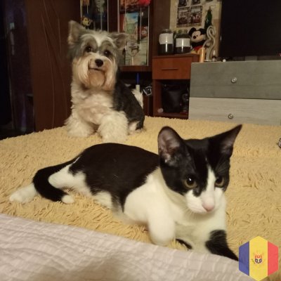 Домашняя гостиница для ваших животных