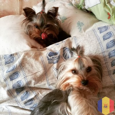 Домашняя гостиница для ваших животных