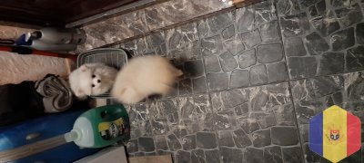 Продаются щенки породы чихуахуа