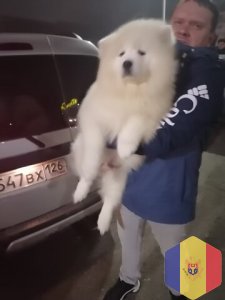 Зооперевозки круглосуточно, цена стандартная 100 лей по Кишинёву