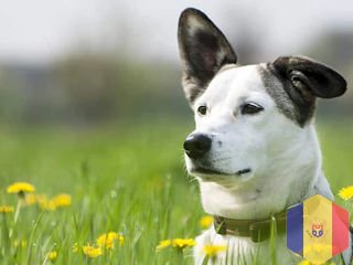 Зооперевозки круглосуточно, цена стандартная 100 лей по Кишинёву