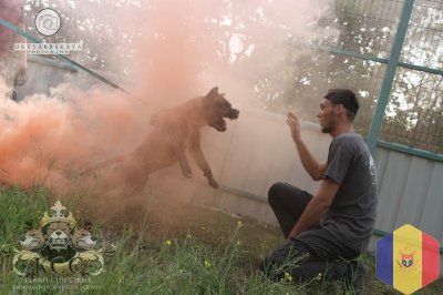 Dresaj canin Дрессировка собак