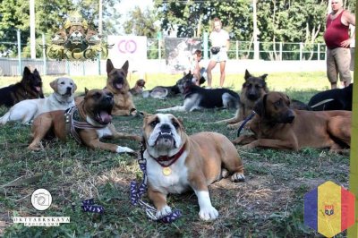 Dresaj canin Дрессировка собак