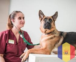 Ветеринарный врач. Круглосуточный выезд на дом