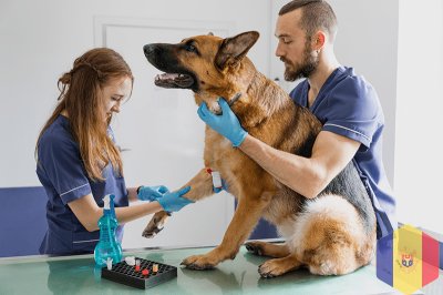 Ветеринарный врач. Круглосуточный выезд на дом