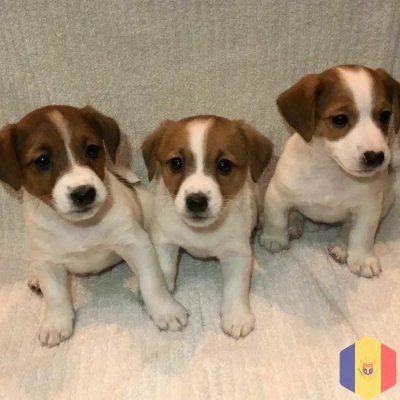 Продаются породистые клубные щенки Джек Рассел терьер.Cățeluși Jack Russel Terrier