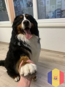 Услуги вашим  питомцам. В том числе и большие собаки