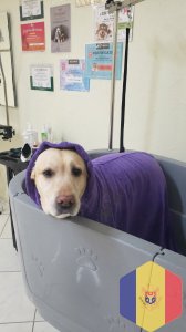 Услуги вашим  питомцам. В том числе и большие собаки