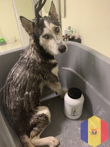 Услуги вашим  питомцам. В том числе и большие собаки