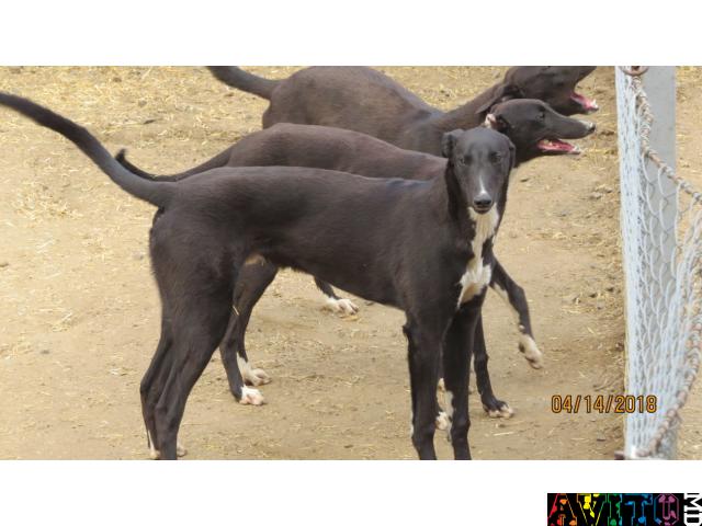 Продам подрощенных щенков грейхаунда, лучшие крови!