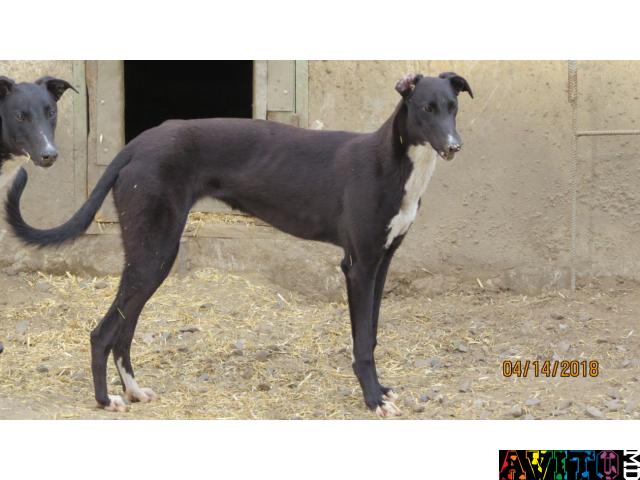 Продам подрощенных щенков грейхаунда, лучшие крови!