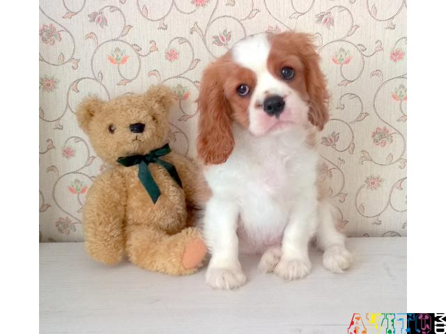 Породные красивые щенки Кавалер Кинг Чарльз Спаниель