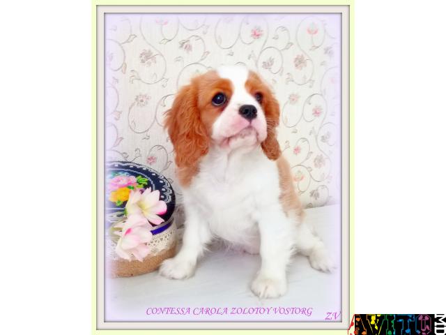 Породные красивые щенки Кавалер Кинг Чарльз Спаниель