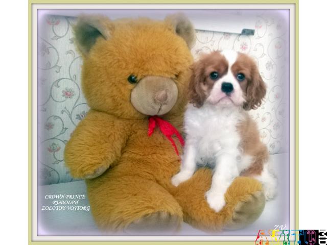 Породные красивые щенки Кавалер Кинг Чарльз Спаниель